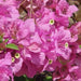 Bougainvillea glabra lilac queen,Bougainvillea Glabra Lilac Queen - Kadiyam Nursery