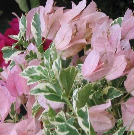 Bougainvillea glabra mauve queen variegata,Bougainvillea Glabra Mauve Variegata - Kadiyam Nursery