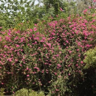 Bougainvillea glabra pink queen arborescens,Bougainvillea Glabra Pink Arborea - Kadiyam Nursery