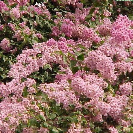 Bougainvillea glabra trinadad arborescens,Bougainvillea Glabra Trinadad Arborea - Kadiyam Nursery