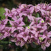 Bougainvillea glabra trinadad,Bougainvillea Light Purple Compact - Kadiyam Nursery