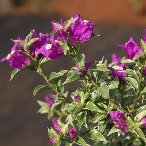 Bougainvillea glabra variegata,Bougainvillea Pink Variegata - Kadiyam Nursery