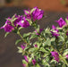 Bougainvillea glabra variegata,Bougainvillea Pink Variegata - Kadiyam Nursery