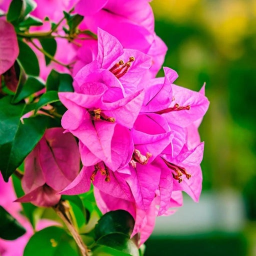 Bougainvillea Pink Double Creepers And Climbers Healthy Live Plant - Kadiyam Nursery