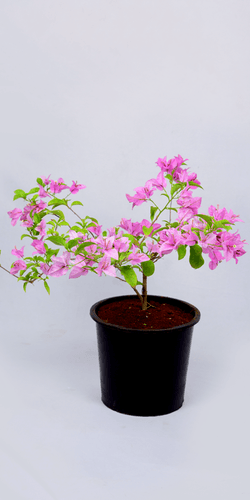 Bougainvillea Pink Double Creepers And Climbers Healthy Live Plant - Kadiyam Nursery