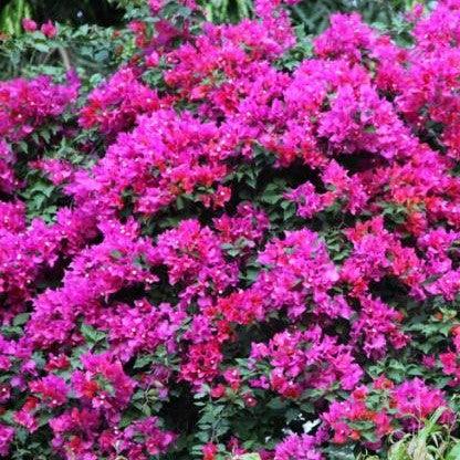 Bougainvillea spectabilis h. c. buck, B. spectabillis partha - Kadiyam Nursery