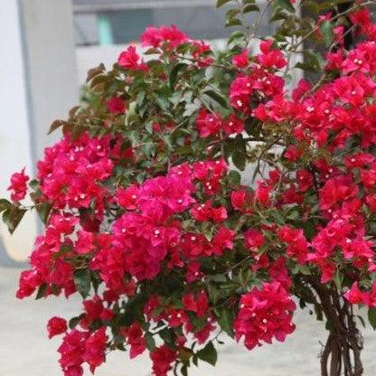 Bougainvillea spectabilis highway red n pink - Kadiyam Nursery