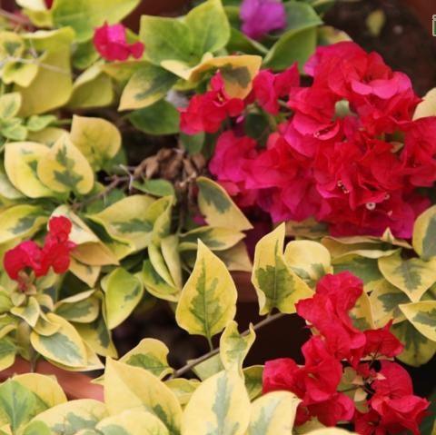 Bougainvillea spectabilis hong kong red variegated, Bougainvillea raspberry,Variegated - Kadiyam Nursery