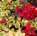 Bougainvillea spectabilis hong kong red variegated, Bougainvillea raspberry,Variegated - Kadiyam Nursery