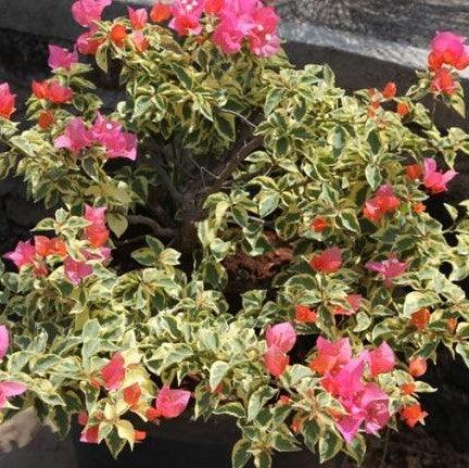 Bougainvillea x buttiana jackie rana variegata - Kadiyam Nursery