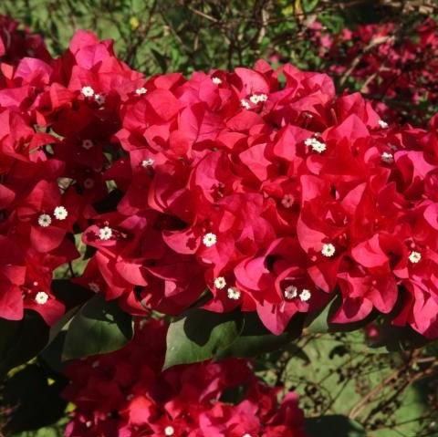 Bougainvillea x buttiana tomato - Kadiyam Nursery