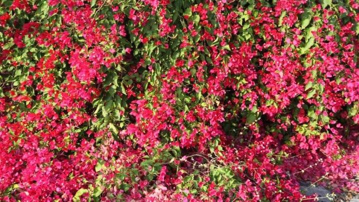 Bougainvillea x buttiana tomato - Kadiyam Nursery