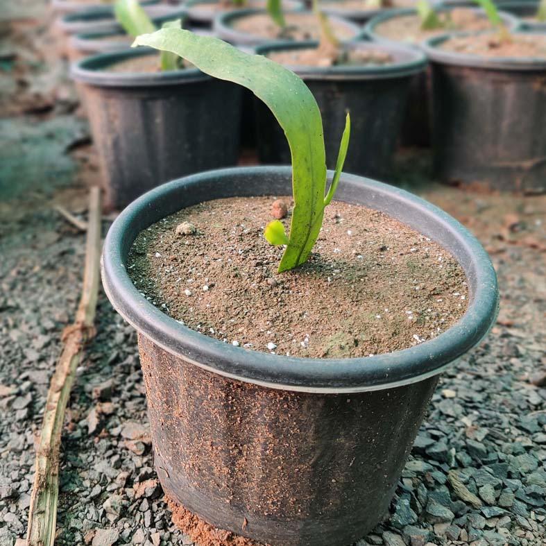 Brahma Kamala - Kadiyam Nursery