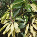 Brassia actinophylla variegated - Kadiyam Nursery