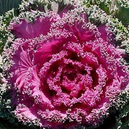 Brassica oleracea acephala crispa,Ornamental Kale - Kadiyam Nursery