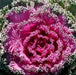 Brassica oleracea acephala crispa,Ornamental Kale - Kadiyam Nursery