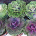 Brassica oleracea acephala,Ornamental Cabbage, Flowering Cabbage - Kadiyam Nursery