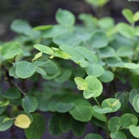 Breynia nivosa green,Snow Bush Green - Kadiyam Nursery