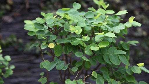 Breynia nivosa green,Snow Bush Green - Kadiyam Nursery