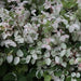 Breynia nivosa, Phyllanthus nivosus,Snow Bush Regular - Kadiyam Nursery