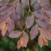 Breynia rubra, Phyllanthus rubrum - Kadiyam Nursery