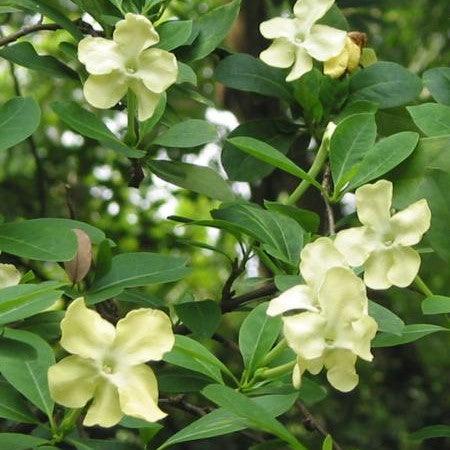 Brunfelsia americana,Lady Of The Night - Kadiyam Nursery