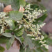 Buchanania latifolia, Chironjia sapida, Buchanania lanzan,Chironji Tree, Almondette, Calumpong Nut, Cheronjee, Cuddapah Almond, Hamilton Mombin - Kadiyam Nursery