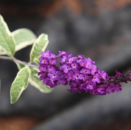 Buddleja davidii variegata,Variegated Buddleja - Kadiyam Nursery