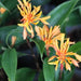 Burbidgea nitida,Orange Ginger - Kadiyam Nursery