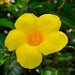 Bush Allamanda, Allamanda cathartica (Yellow) - Plant - Kadiyam Nursery