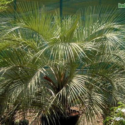 Butia capitata, Cocos capitata, Syagrus capitata,Jelly Palm, Pindo Palm - Kadiyam Nursery