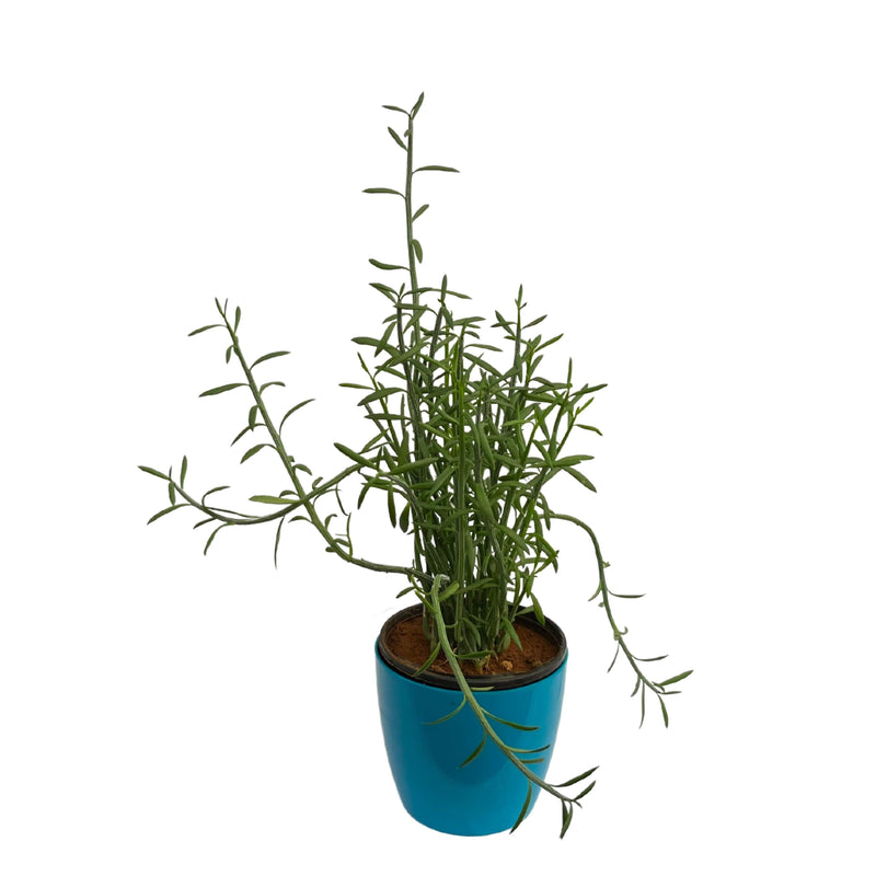 Cactus Culture Exotic Rare Plants Euphorbia Tiru-calli Pencil Tree Live Plant - Kadiyam Nursery