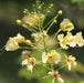 Caesalpinia pulcherima cremica,Pride Of Barbodas - Kadiyam Nursery