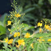 Caesalpinia pulcherima flava,Shankasur Yellow,Brabados Pride, Peacock Flower, Dwarf Poinciana - Kadiyam Nursery