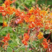 Caesalpinia pulcherima,Dwarf Poinciana - Kadiyam Nursery