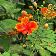 Caesalpinia Pulcherrima Plants - Kadiyam Nursery