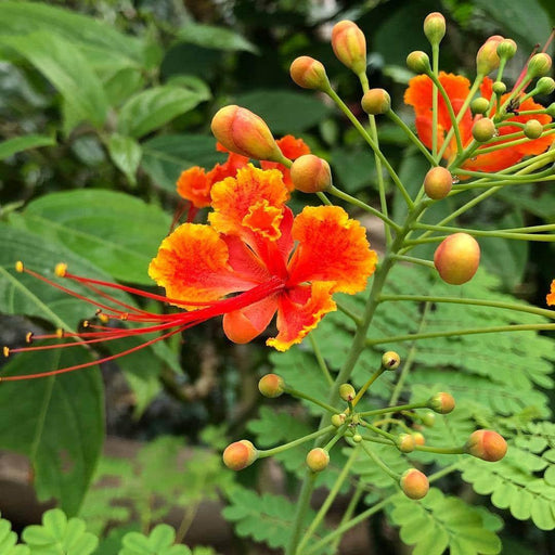 Caesalpinia Pulcherrima Plants - Kadiyam Nursery