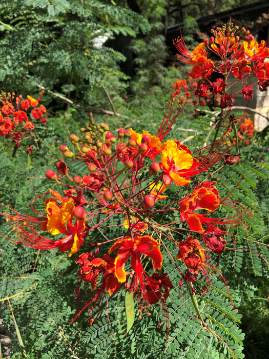 Caesalpinia Pulcherrima Plants - Kadiyam Nursery