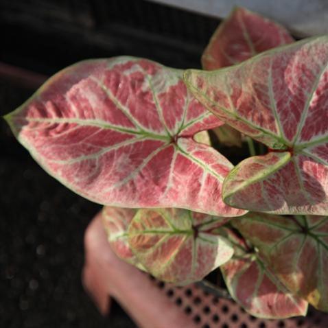 Caladium hortulanum lance leaf,Caladium, Lance Leaf Caladium - Kadiyam Nursery