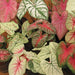 Caladium hortulanum,Caladium, Fancy Leaved Caladium - Kadiyam Nursery