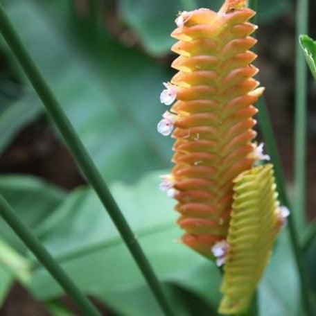 Calathea crotalifera orange rattle,Orange Rattle Snake Calathea, Orange Calathea - Kadiyam Nursery