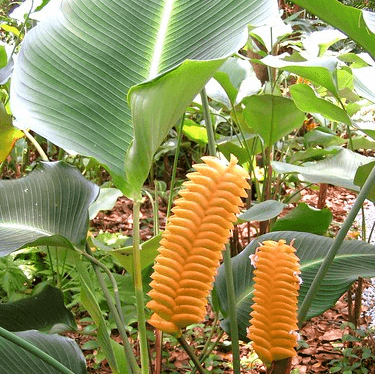 Calathea crotalifera orange rattle,Orange Rattle Snake Calathea, Orange Calathea - Kadiyam Nursery