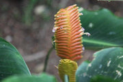 Calathea crotalifera orange rattle,Orange Rattle Snake Calathea, Orange Calathea - Kadiyam Nursery