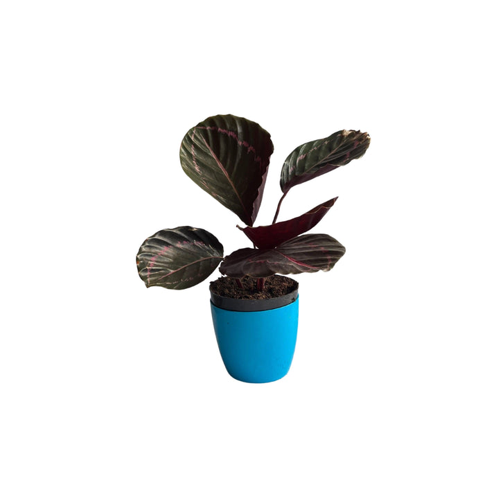 Calathea Dottie Big The Four Seasons Calathea Roseopicta Dottie Rare Imported Variety Natural Live Plant in Pot - Kadiyam Nursery