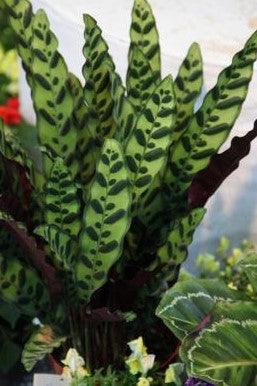 Calathea insignis,Rattlesnake Plant - Kadiyam Nursery