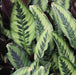 Calathea leopardina,Calathea Leapord Skin - Kadiyam Nursery