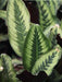 Calathea leopardina,Calathea Leapord Skin - Kadiyam Nursery