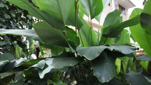 Calathea lutea,Powder Leaf Calathea - Kadiyam Nursery