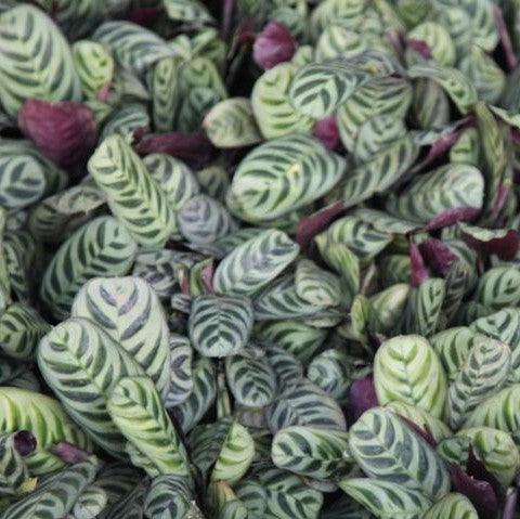 Calathea makoyana,Peacock Plant - Kadiyam Nursery