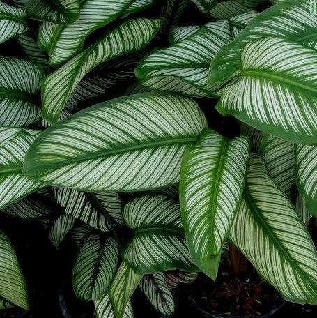 Calathea ornata alba linata,Calathea Alba - Kadiyam Nursery
